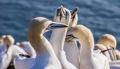 九游登录中心-阿尔巴尼亚战绩受挫，欧洲杯梦想未定，阿尔巴尼亚甲组联赛ds