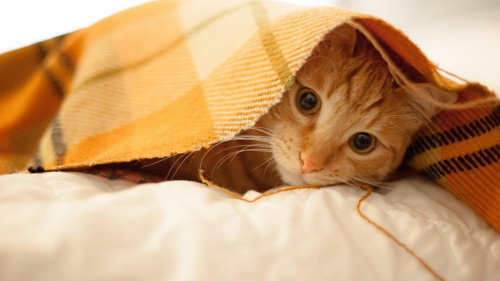 纽卡斯尔联客场1-1战平西汉姆联，进攻端低迷，纽卡斯尔联队对西汉姆联