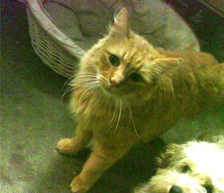 混合泳项目德国排名上升明显，混合泳比赛