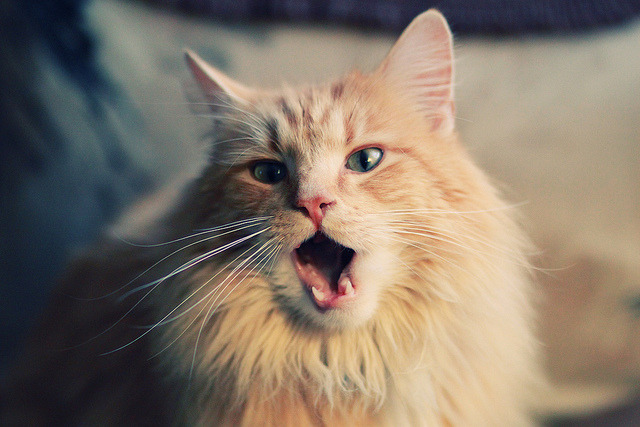 职业联赛转播话语权过度集中影响公平分配,五大联赛转播权费用